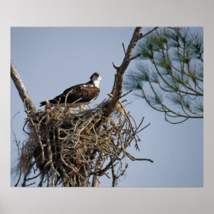 Affiches Osprey Nest