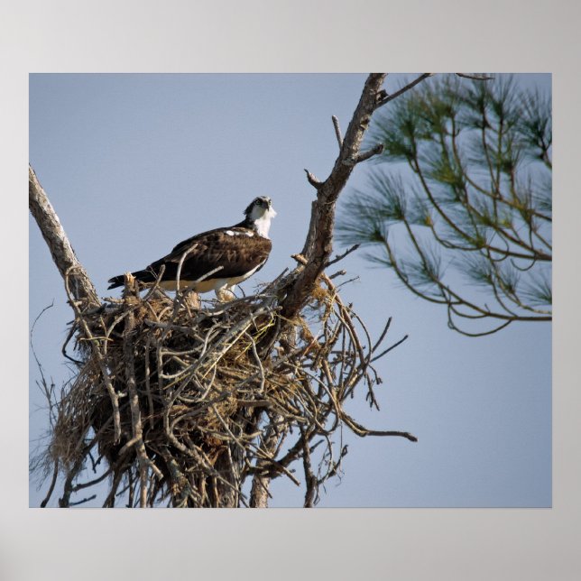 Affiches Osprey Nest (Devant)