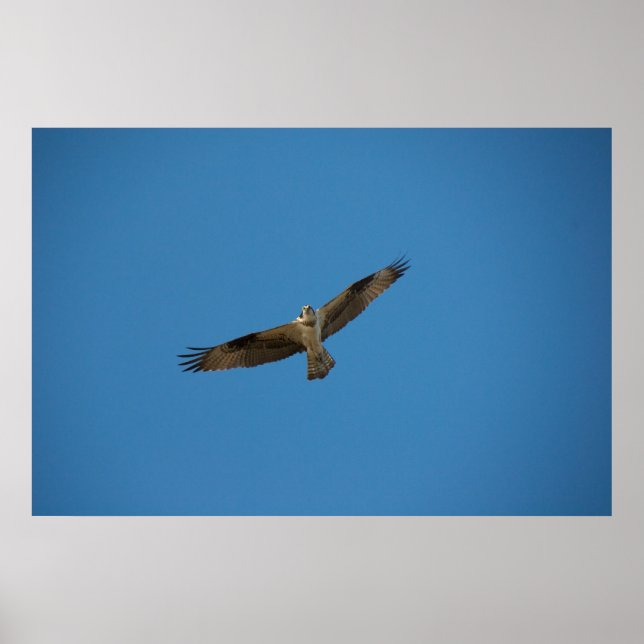 Affiches Osprey "Roi de la rivière Morte" (Devant)