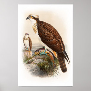 Affiches Osprey Sea Hawk John Gould Birds of Great Britain