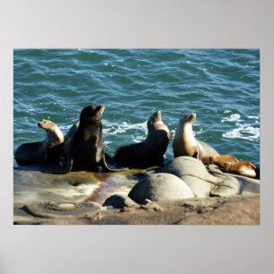 Affiches Otaries de San Diego