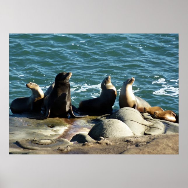 Affiches Otaries de San Diego (Devant)