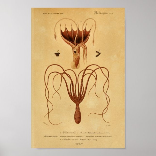 Affiches Otopus Cephalopodes Illustration Vintage Imprimer (Devant)
