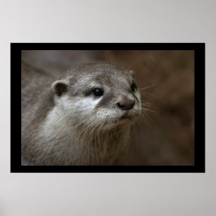 Affiches Otter