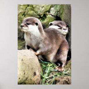 AFFICHES OTTERS