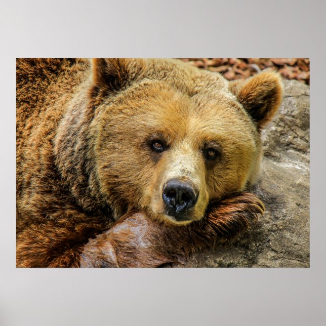 Affiches Ours (Devant)