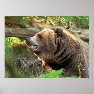 Affiches Ours Brown