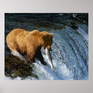 Affiches Ours brun d'Alaska attrapant un saumon à Brooks