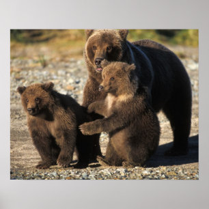 Affiches Ours brun, grizzly, truie avec ses oursons sur la