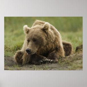 Affiches Ours brun, ou Ours grizzly côtier, Ursus