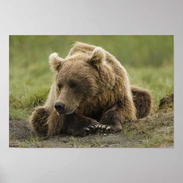 Affiches Ours brun, ou Ours grizzly côtier, Ursus (Devant)