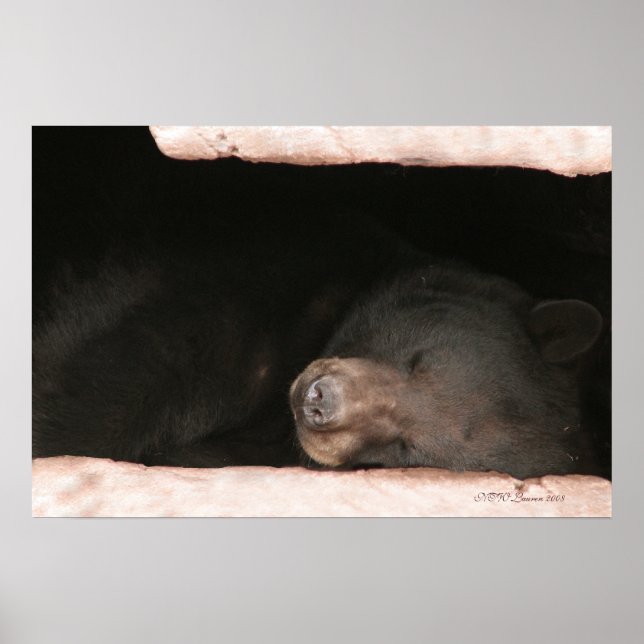 Affiches Ours couché 2 (Devant)