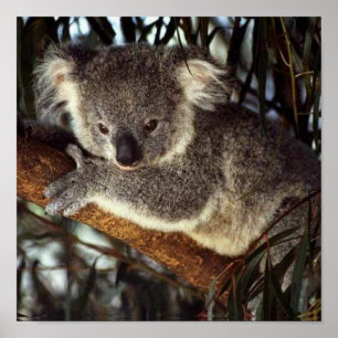 Affiches Ours de koala