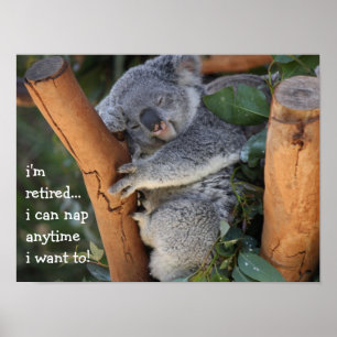Affiches Ours de koala mignon, je suis retiré, je peux