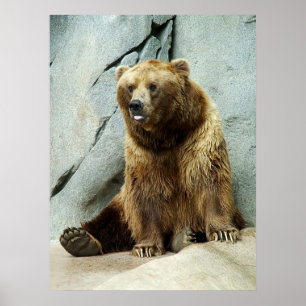 Affiches Ours gris