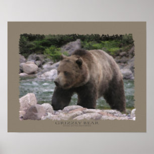 Affiches Ours grizzly - Pastels