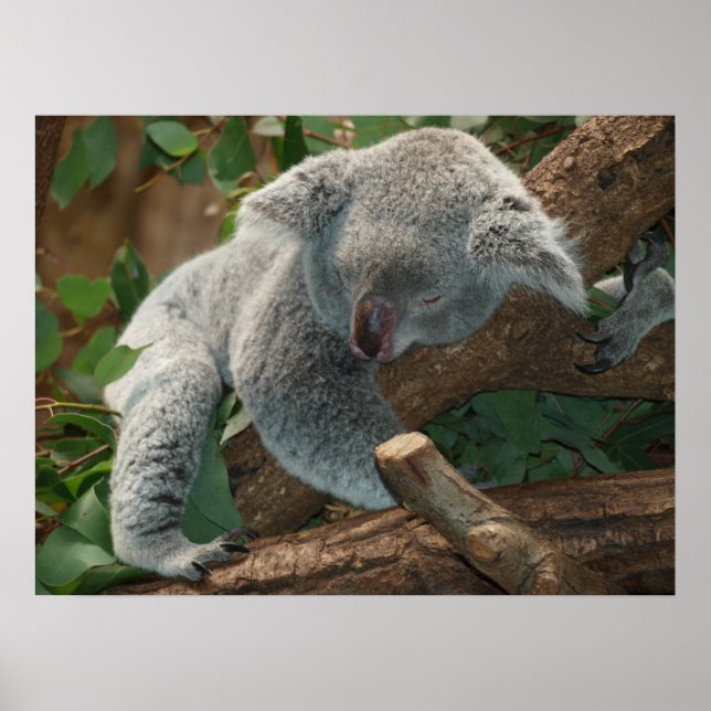 Affiches Ours Koala couché mou (Devant)