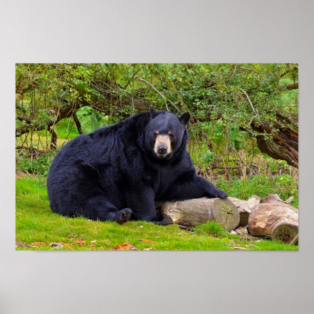 Affiches Ours noir (Devant)