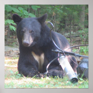 Affiches Ours noir avec tatouage au coeur blanc