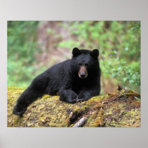 Affiches Ours noir sur une vieille bille de bois dans la