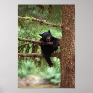 Affiches ours noir, Ursus americanus, ourson dans un arbre