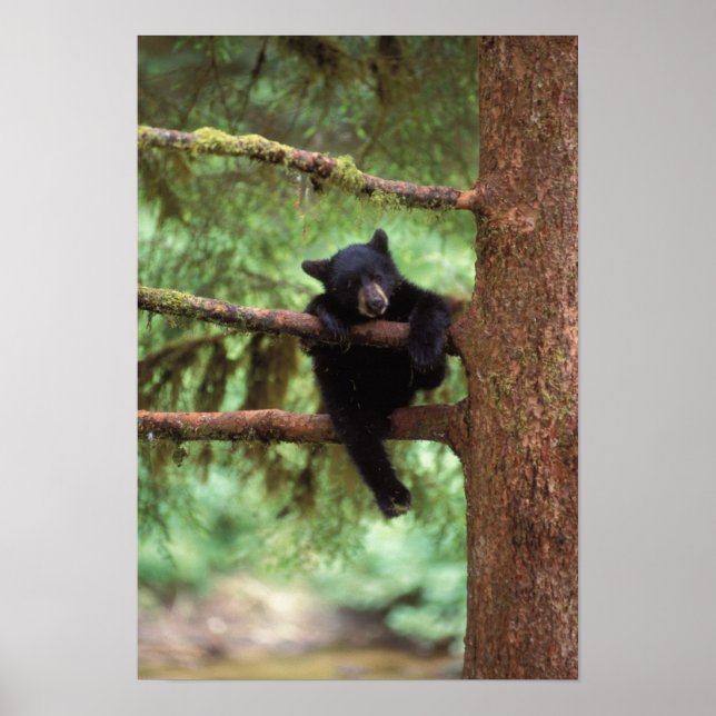 Affiches ours noir, Ursus americanus, ourson dans un arbre (Devant)