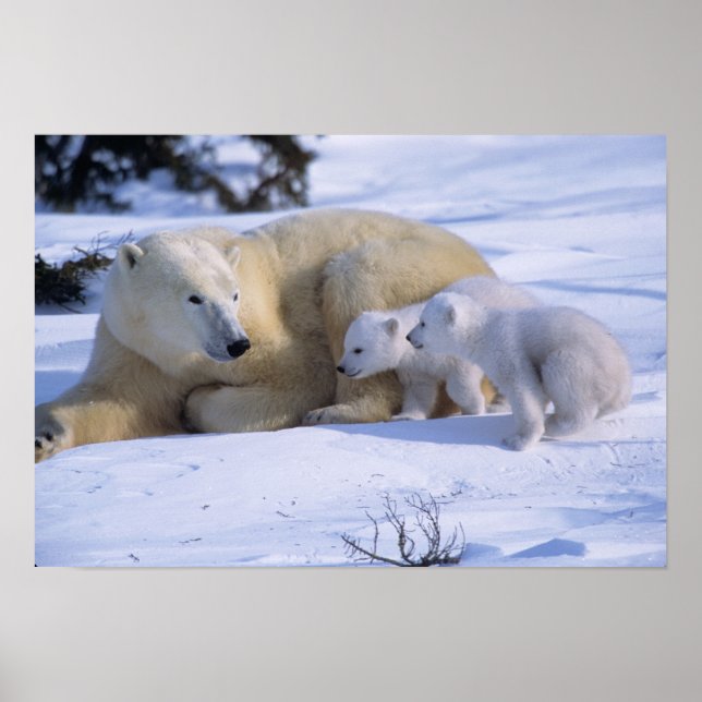Affiches Ours polaire femelle couché avec 2 oursons (Devant)