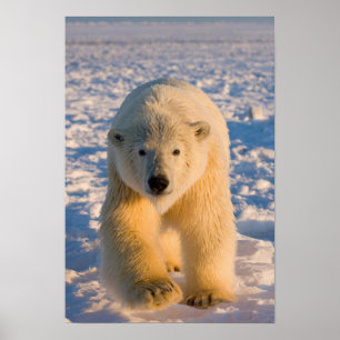 Affiches ours polaire, Ursus maritimus, ours polaire sur gl