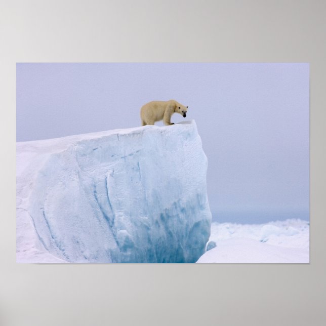 Affiches ours polaire, Ursus maritimus, sur un géant (Devant)