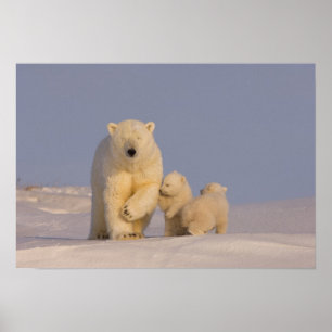 Affiches ours polaire, Ursus maritimus, truie avec nouveau-