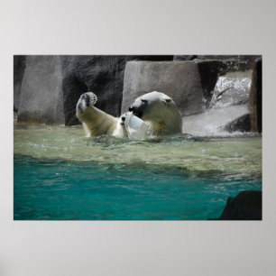 Affiches Ours polaires