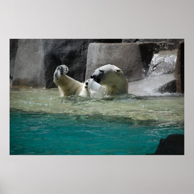 Affiches Ours polaires (Devant)