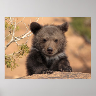 Affiches Ourson grizzly