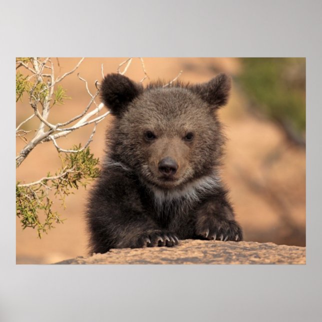 Affiches Ourson grizzly (Devant)