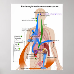 Affiches Overview Chart of the Renin-Angiotensin System