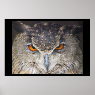 Affiches Owl Uil