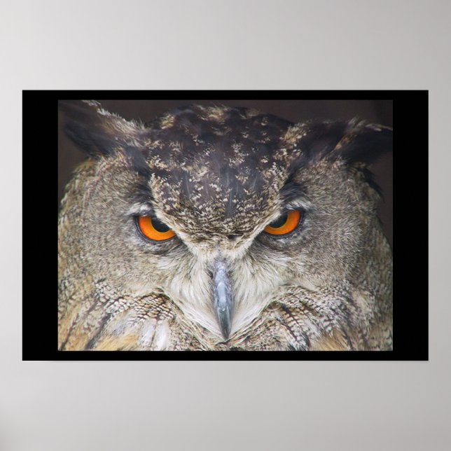 Affiches Owl Uil (Devant)