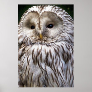 AFFICHES OWLS