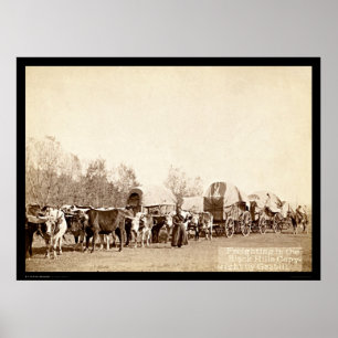 Affiches Oxen Freighting In the Black Hills SD 1887