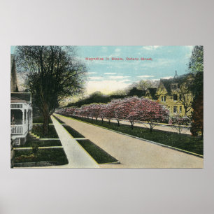 Affiches Oxford Street Magnolias en fleurs