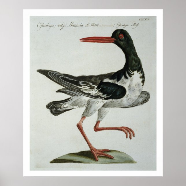 Affiches Oyster Catcher, c.1767-76 (gravure à la main) (Devant)