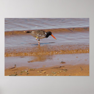 Affiches Oystercatcher à Chappaquiddick Island Beach