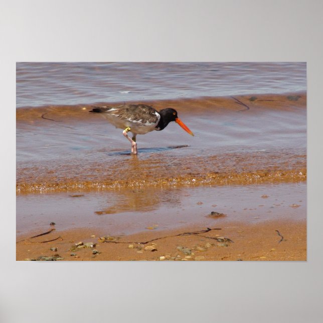Affiches Oystercatcher à Chappaquiddick Island Beach (Devant)