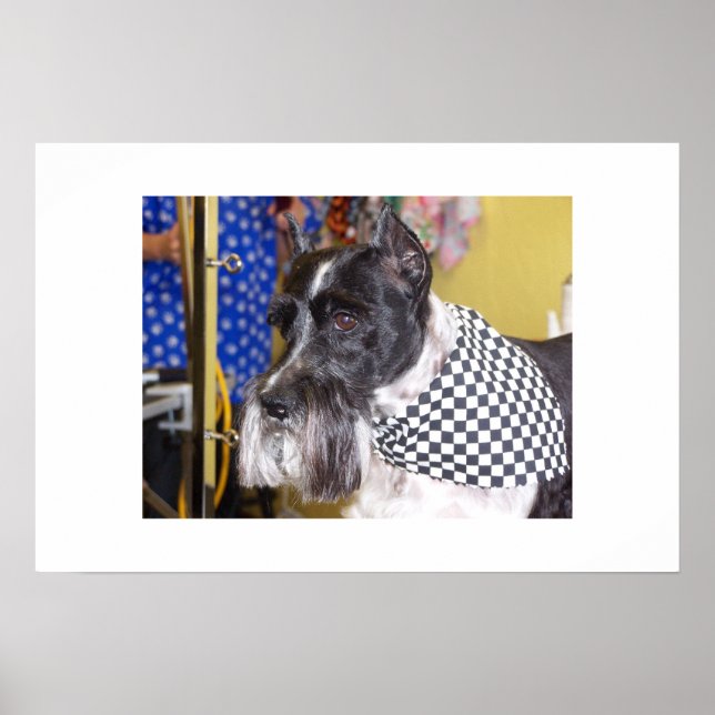 Affiches Oz (Devant)