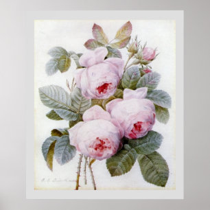 Affiches P.J. Redoute Bourbon Rose