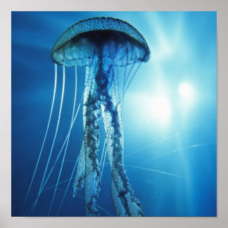 Affiches Pacifique_Océan_Jellyfish