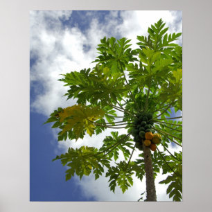 Affiches Pacifique Sud, Polynésie française, Moorea.2