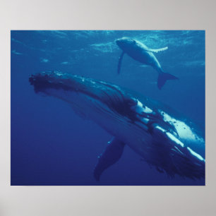 Affiches Pacifique Sud, Tonga. baleine à bosse et baleineau