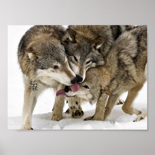 Affiches Pack de loups (Devant)