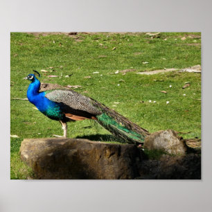 Affiches Pacock